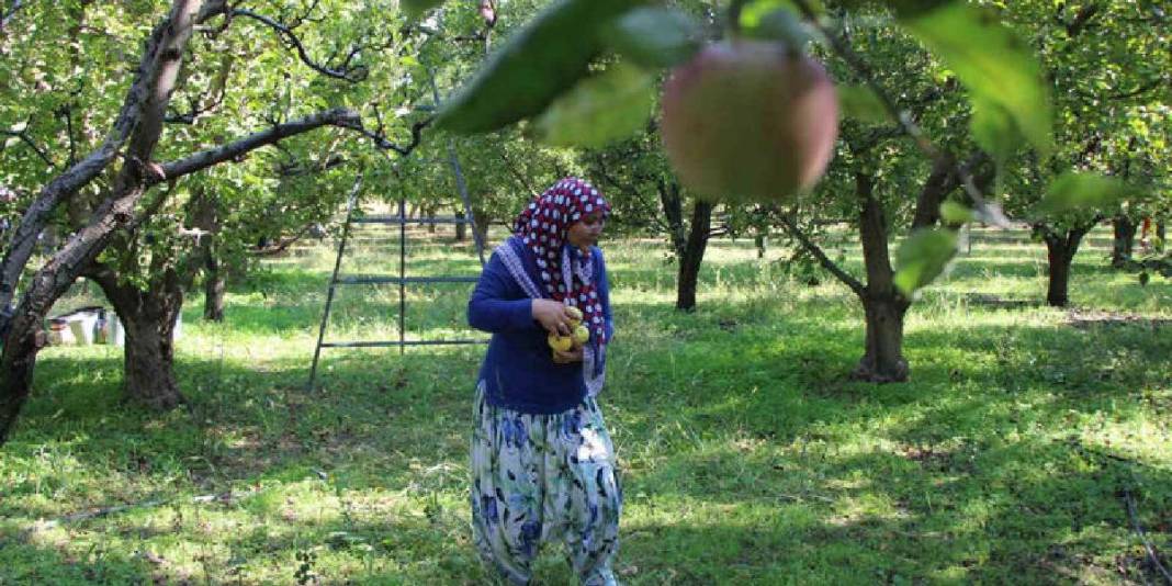 Bu sefer bereketli hasat yok: Zirai don vurdu, ağaçlar meyve vermedi! 4